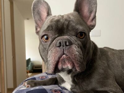 French Bulldog from Merzenich, Germany to San José, Costa Rica, snub-nosed dogs shipping by cargo