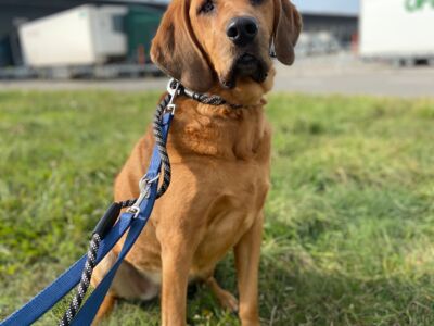 Bloodhound Labrador Mix, MovingAnimals, Pet transport, Pet travel, Animal transport