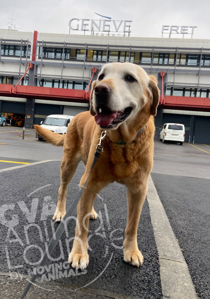 in der GVA Animal Lounge im Flughafen Genf kümmern wir uns so um dein Haustier, wie du es selbst tun würdest.